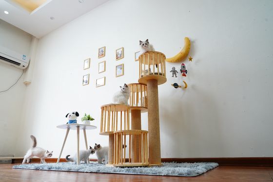 Ngôi nhà bền Mèo con Mèo leo lên tháp Chung cư với bài viết cào