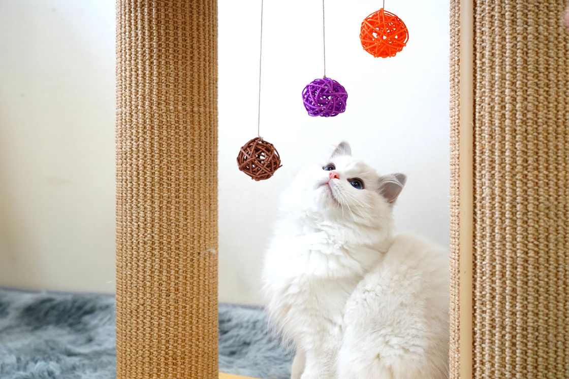 Cây bảng cào mèo rắn hai lớp 60 * 30 * 63cm