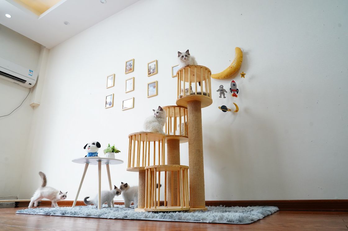 Ngôi nhà bền Mèo con Mèo leo lên tháp Chung cư với bài viết cào