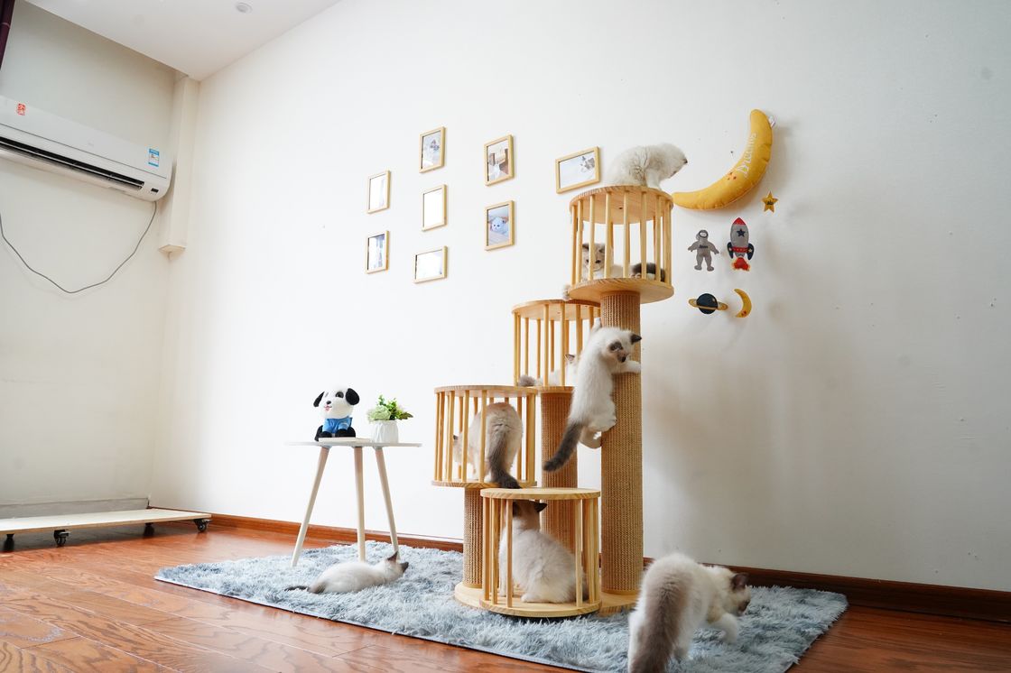 Ngôi nhà bền Mèo con Mèo leo lên tháp Chung cư với bài viết cào