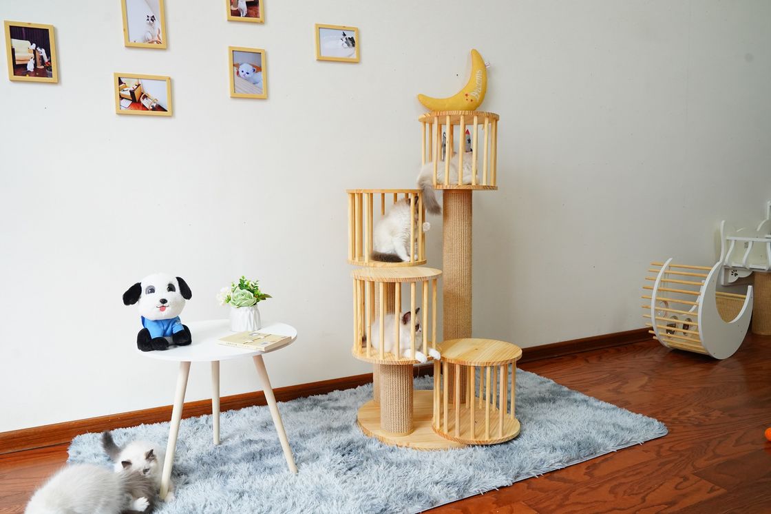Ngôi nhà bền Mèo con Mèo leo lên tháp Chung cư với bài viết cào