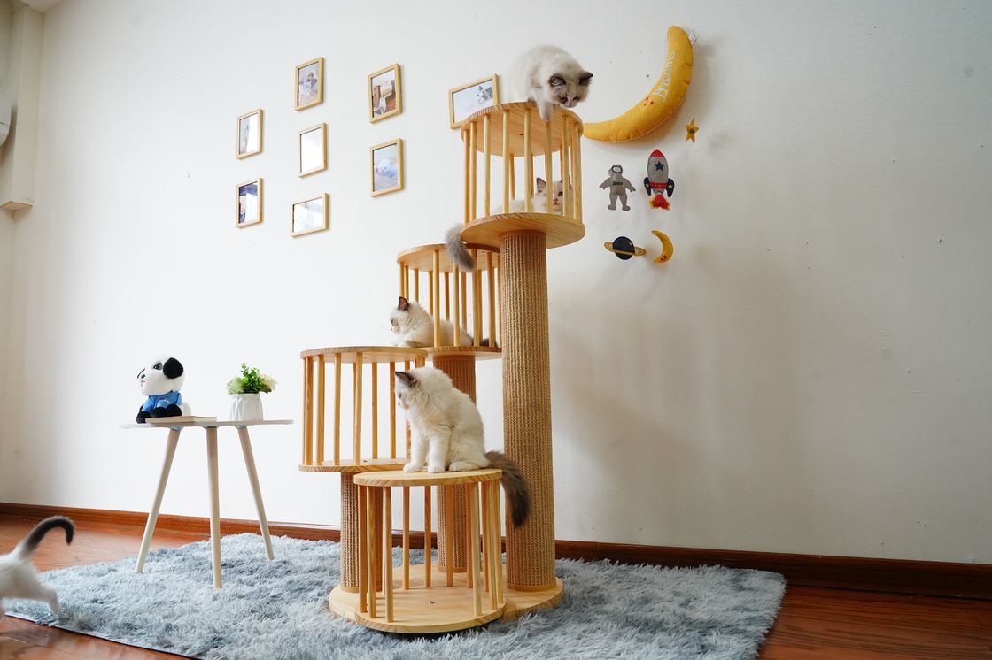 Ngôi nhà bền Mèo con Mèo leo lên tháp Chung cư với bài viết cào