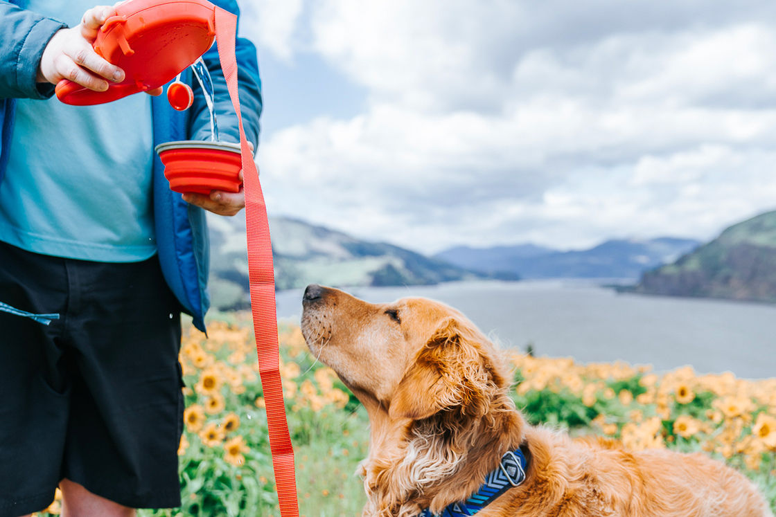 2021 BSCI Leash Dog Chai nước uống 5 trong 1 Dog Leash với chai nước